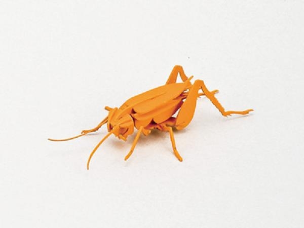 昆虫系列-蟋蟀