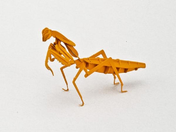 昆虫系列-螳螂