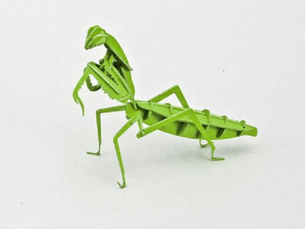昆虫系列-螳螂