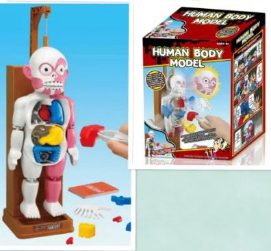 新款益智人体模型玩具带音乐灯光内含恐怖和娱乐两种操作模式批发
